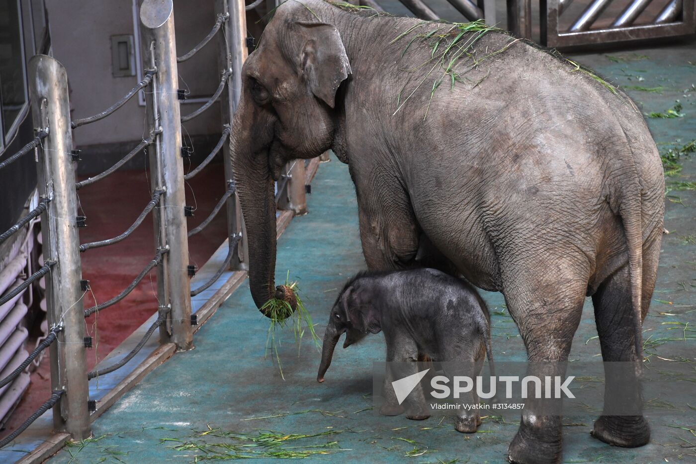 Asian elephant calf born at the Moscow Zoo