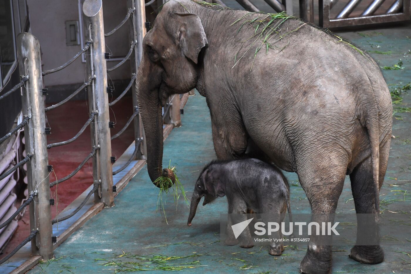 Asian elephant calf born at the Moscow Zoo