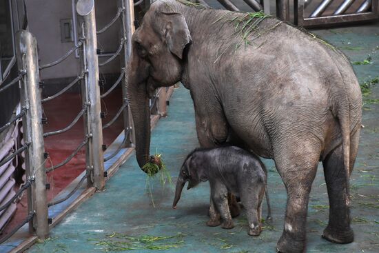 Asian elephant calf born at the Moscow Zoo