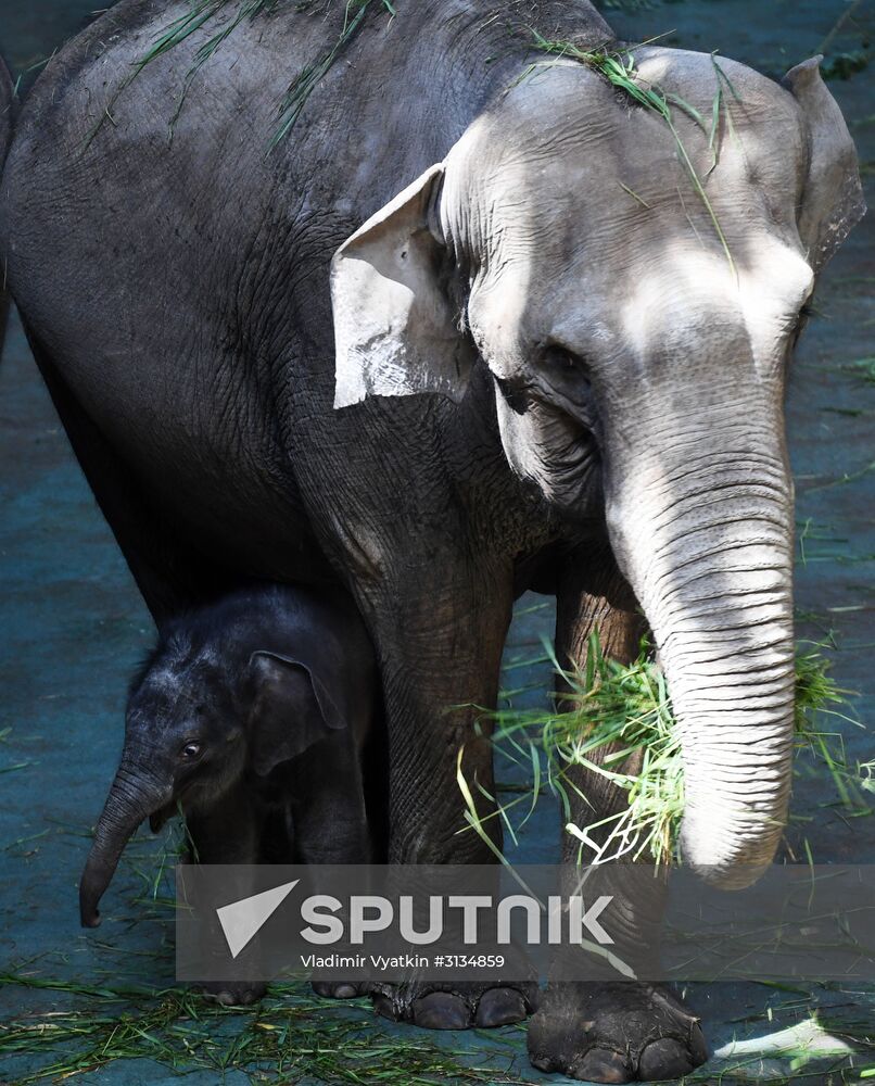 Asian elephant calf born at the Moscow Zoo