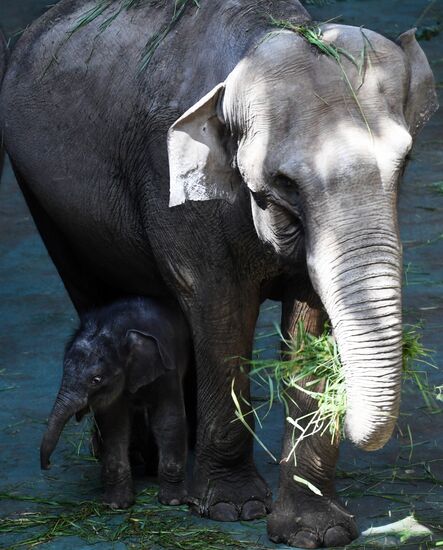 Asian elephant calf born at the Moscow Zoo