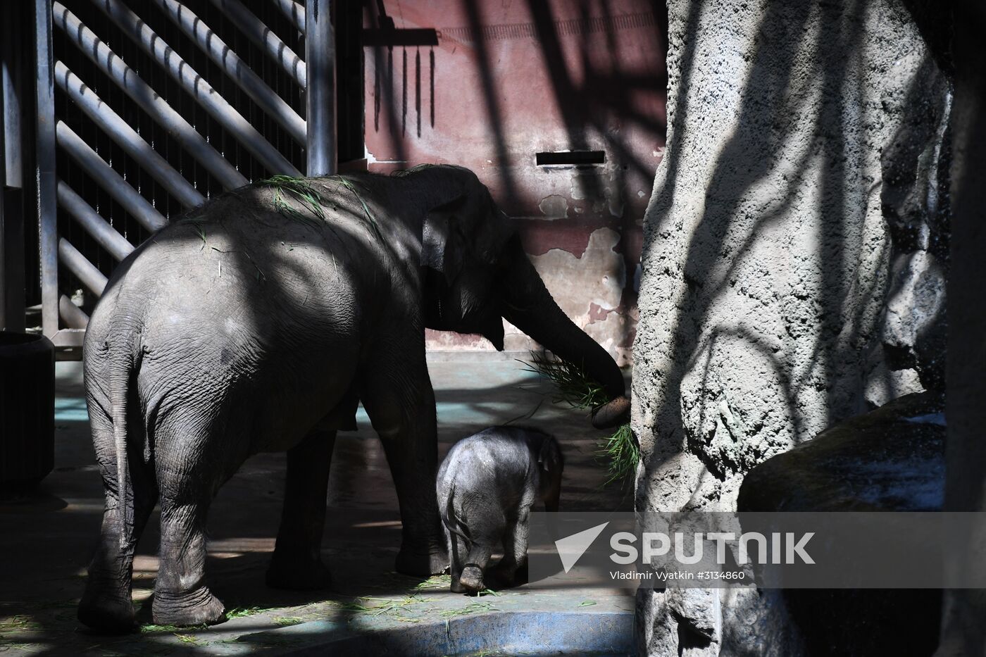 Asian elephant calf born at the Moscow Zoo