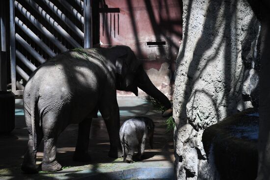 Asian elephant calf born at the Moscow Zoo
