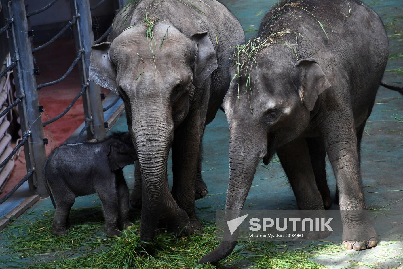 Asian elephant calf born at the Moscow Zoo