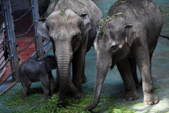 Asian elephant calf born at the Moscow Zoo