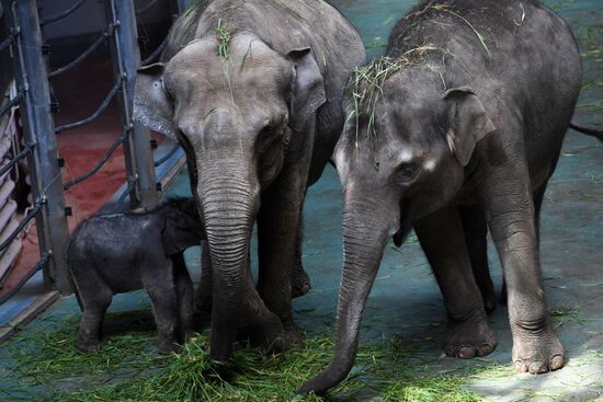 Asian elephant calf born at the Moscow Zoo