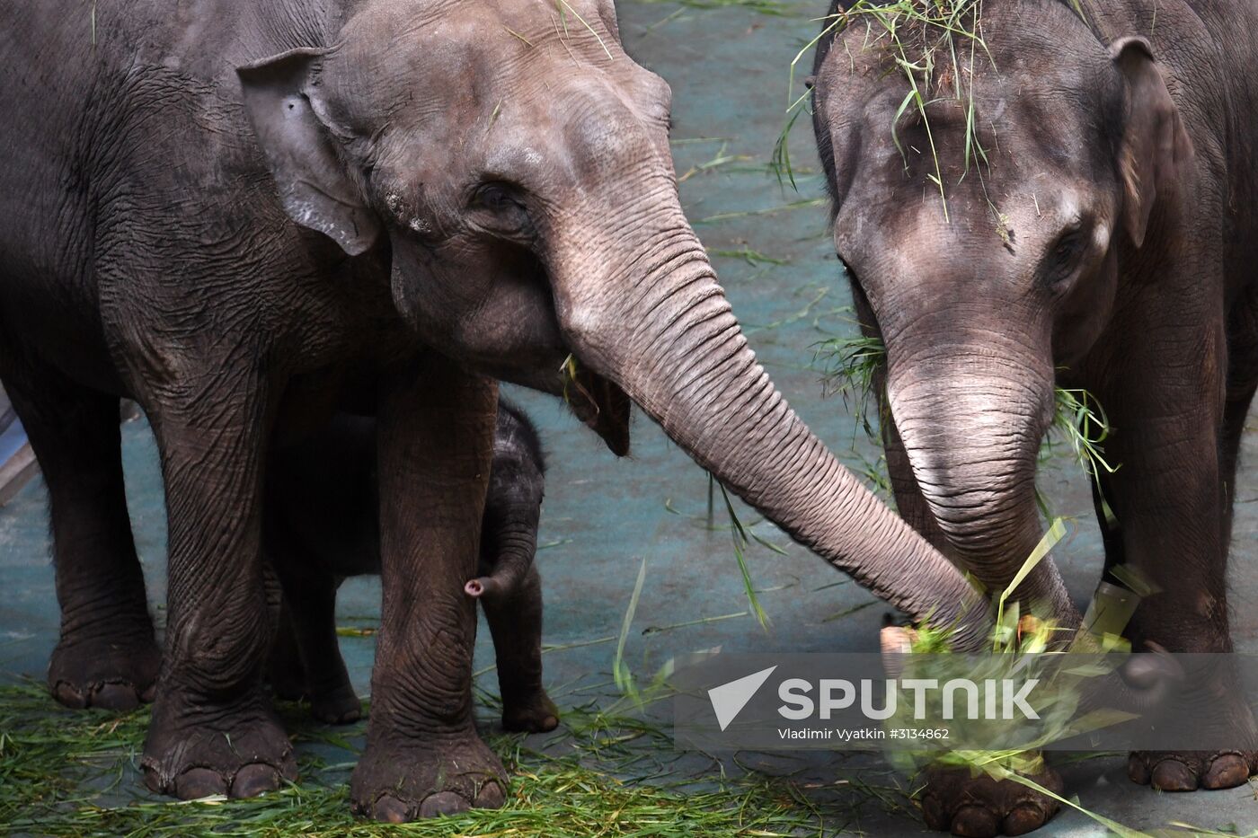 Asian elephant calf born at the Moscow Zoo