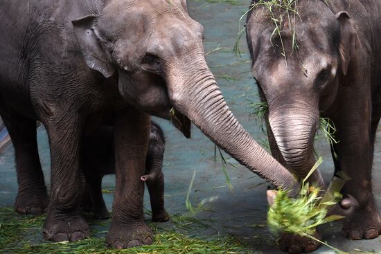 Asian elephant calf born at the Moscow Zoo