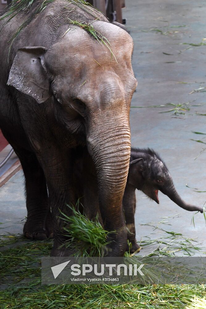 Asian elephant calf born at the Moscow Zoo