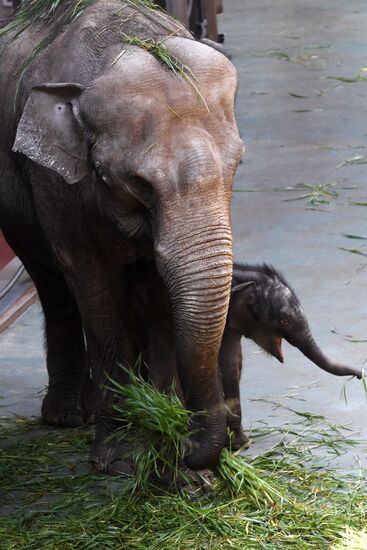 Asian elephant calf born at the Moscow Zoo