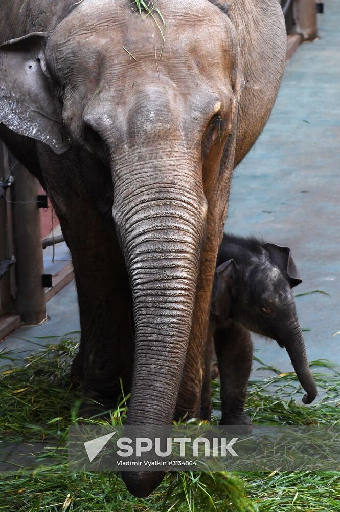 Asian elephant calf born at the Moscow Zoo