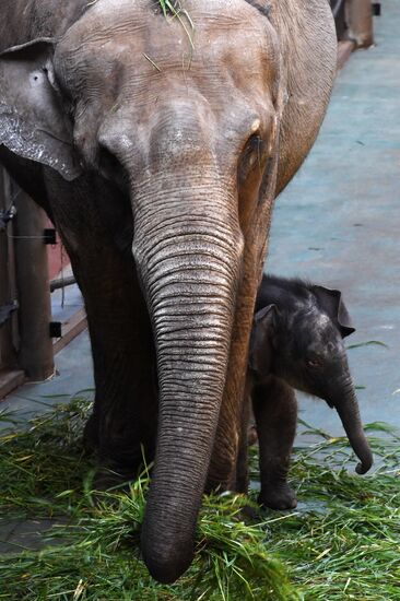 Asian elephant calf born at the Moscow Zoo