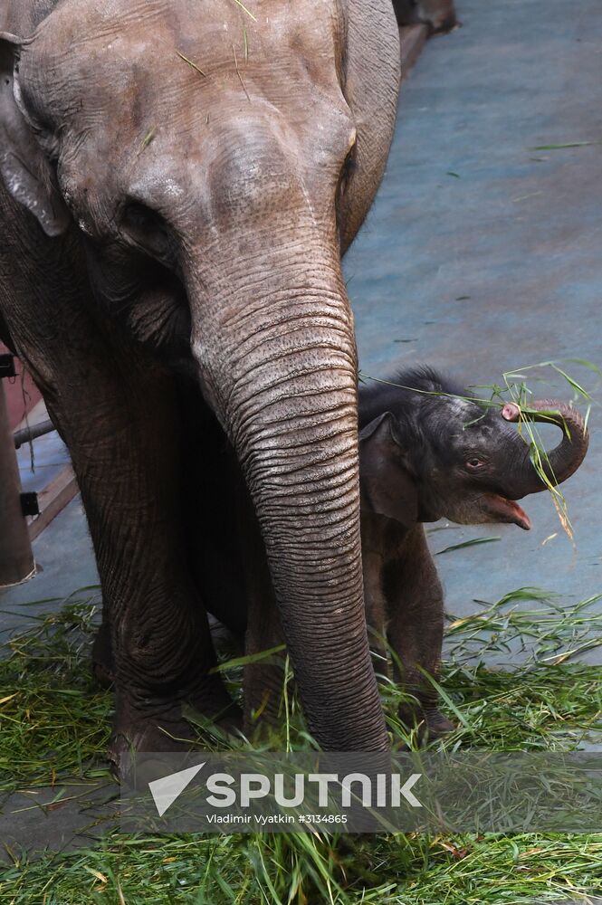 Asian elephant calf born at the Moscow Zoo