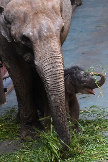 Asian elephant calf born at the Moscow Zoo