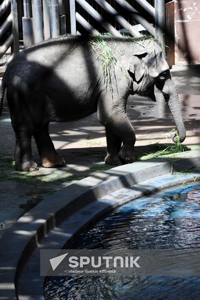 Asian elephant calf born at the Moscow Zoo