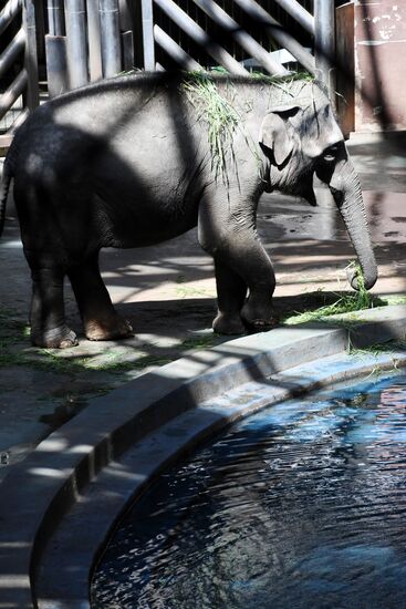 Asian elephant calf born at the Moscow Zoo
