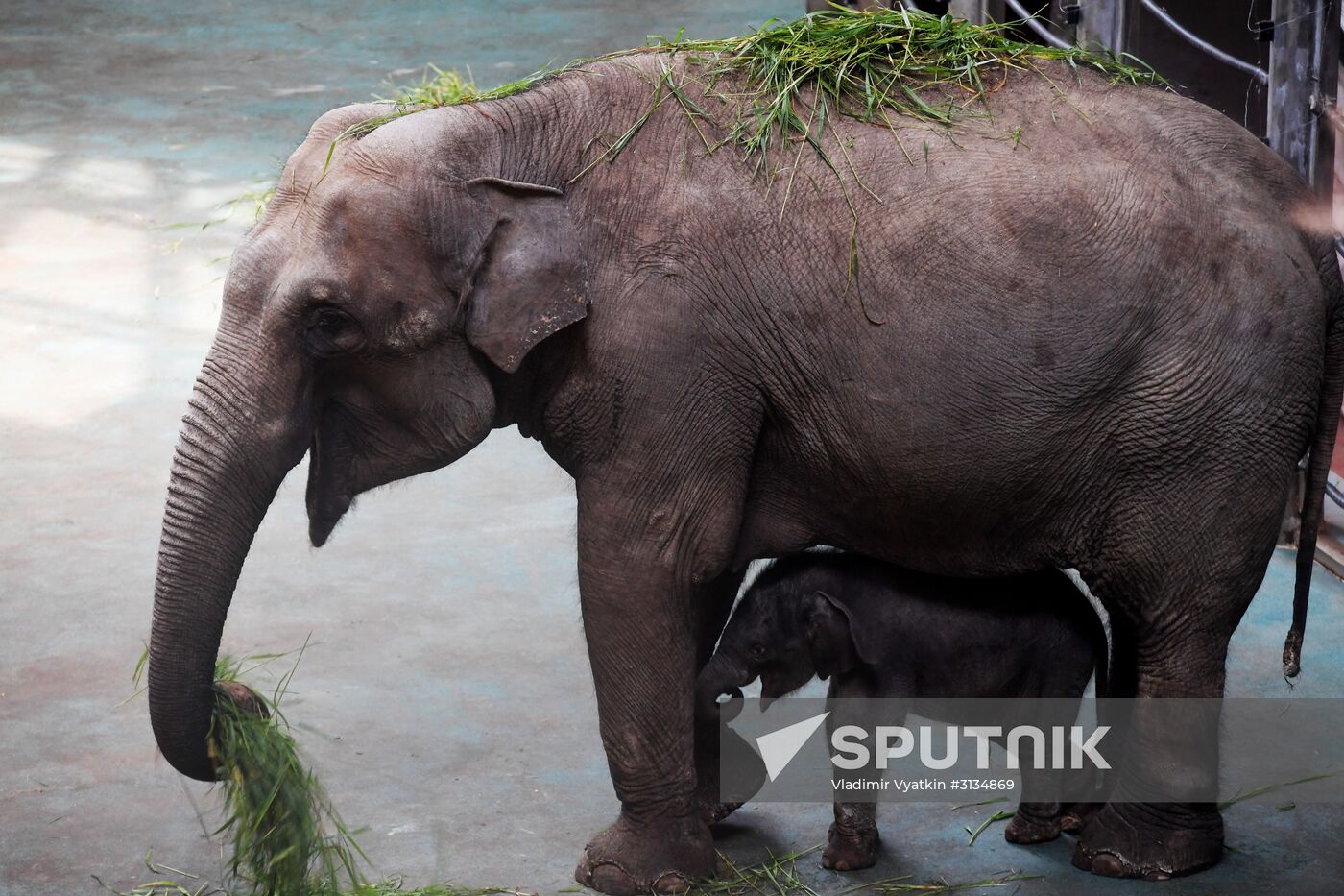 Asian elephant calf born at the Moscow Zoo