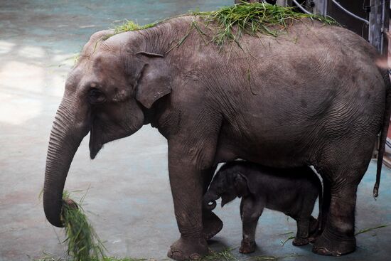 Asian elephant calf born at the Moscow Zoo