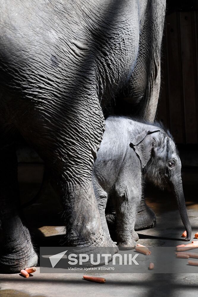 Asian elephant calf born at the Moscow Zoo