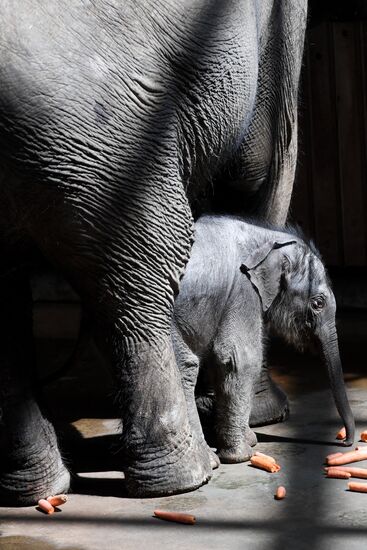 Asian elephant calf born at the Moscow Zoo