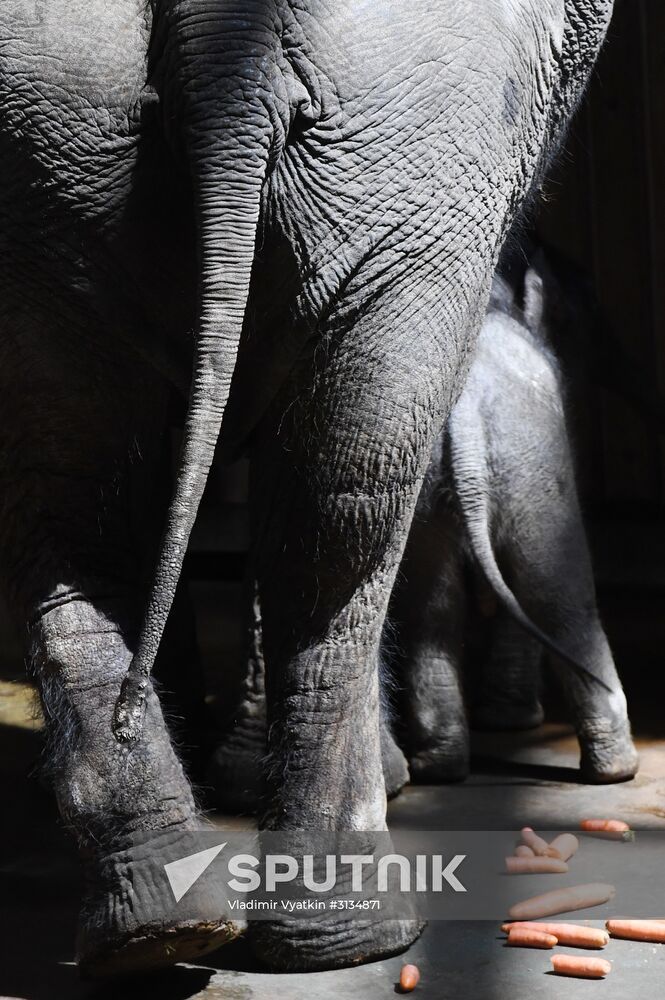 Asian elephant calf born at the Moscow Zoo