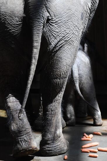 Asian elephant calf born at the Moscow Zoo