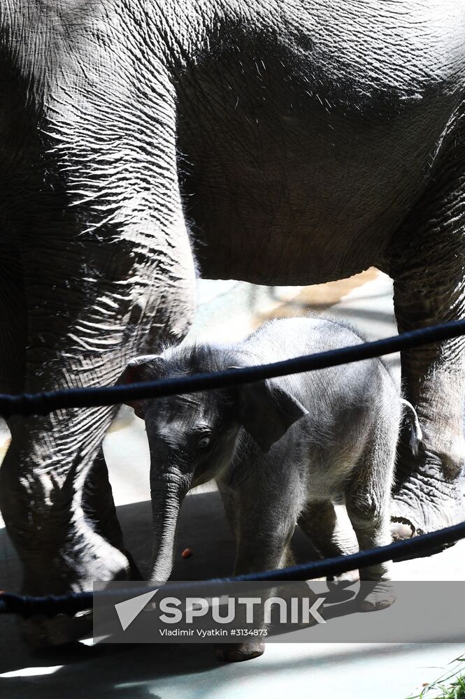 Asian elephant calf born at the Moscow Zoo