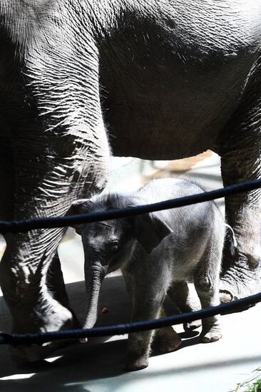 Asian elephant calf born at the Moscow Zoo