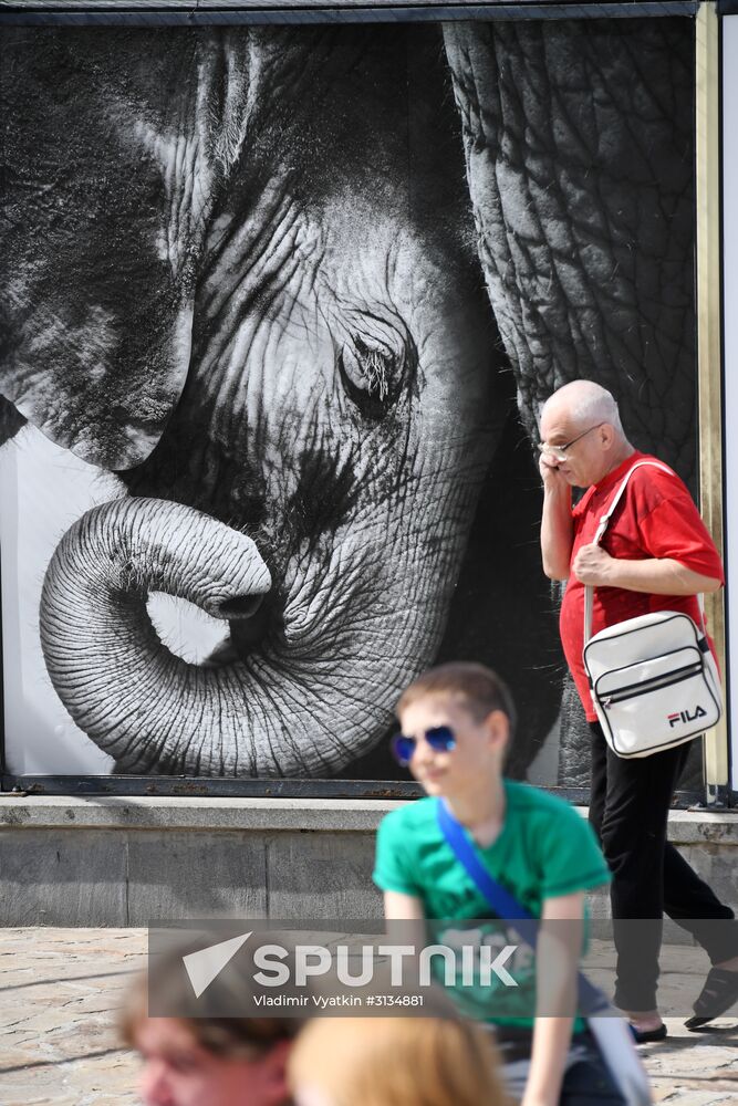 Asian elephant calf born at the Moscow Zoo