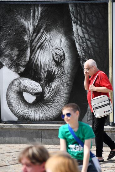 Asian elephant calf born at the Moscow Zoo