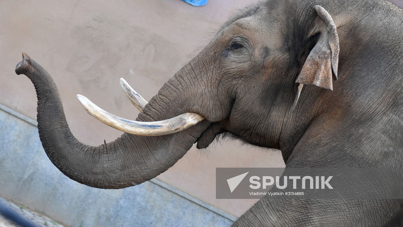 Asian elephant calf born at the Moscow Zoo