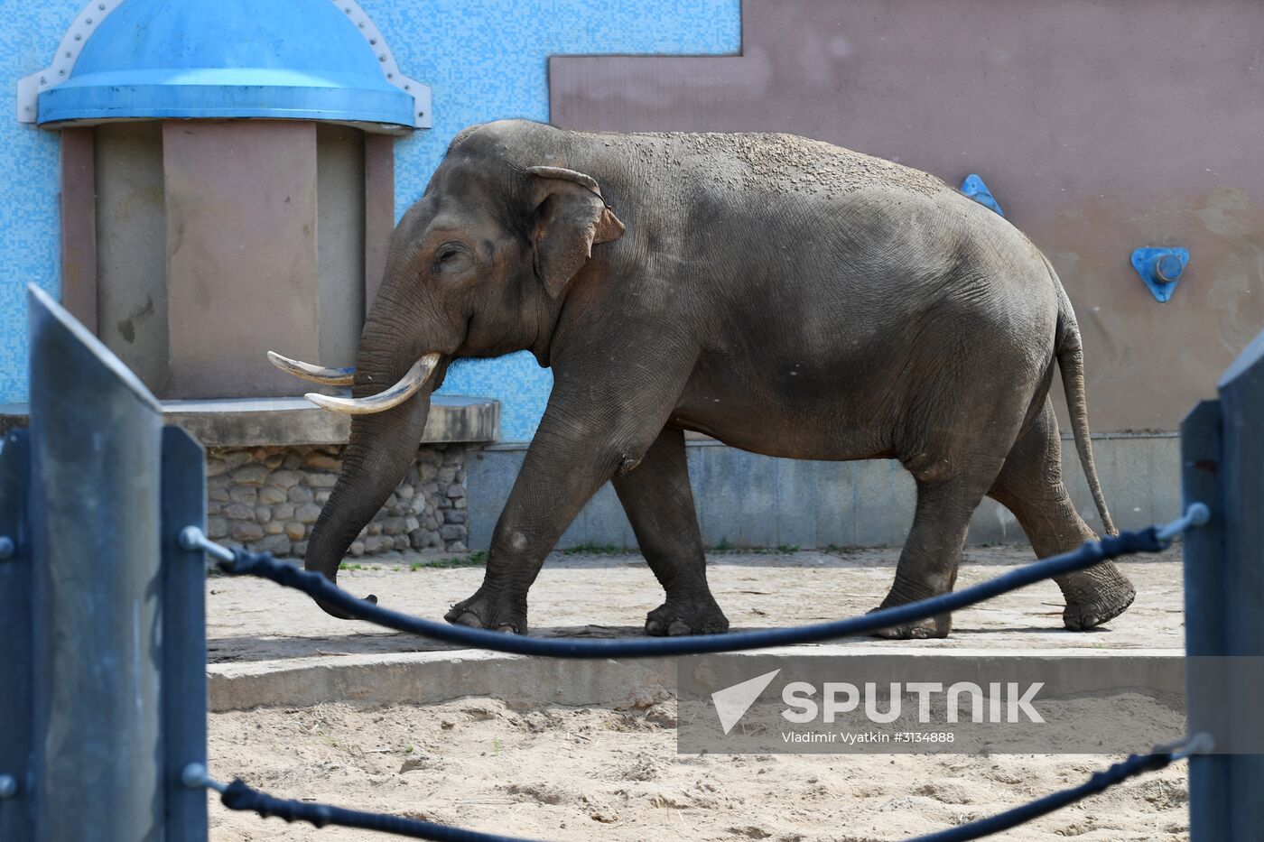 Asian elephant calf born at the Moscow Zoo