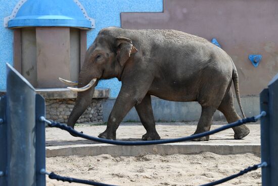 Asian elephant calf born at the Moscow Zoo
