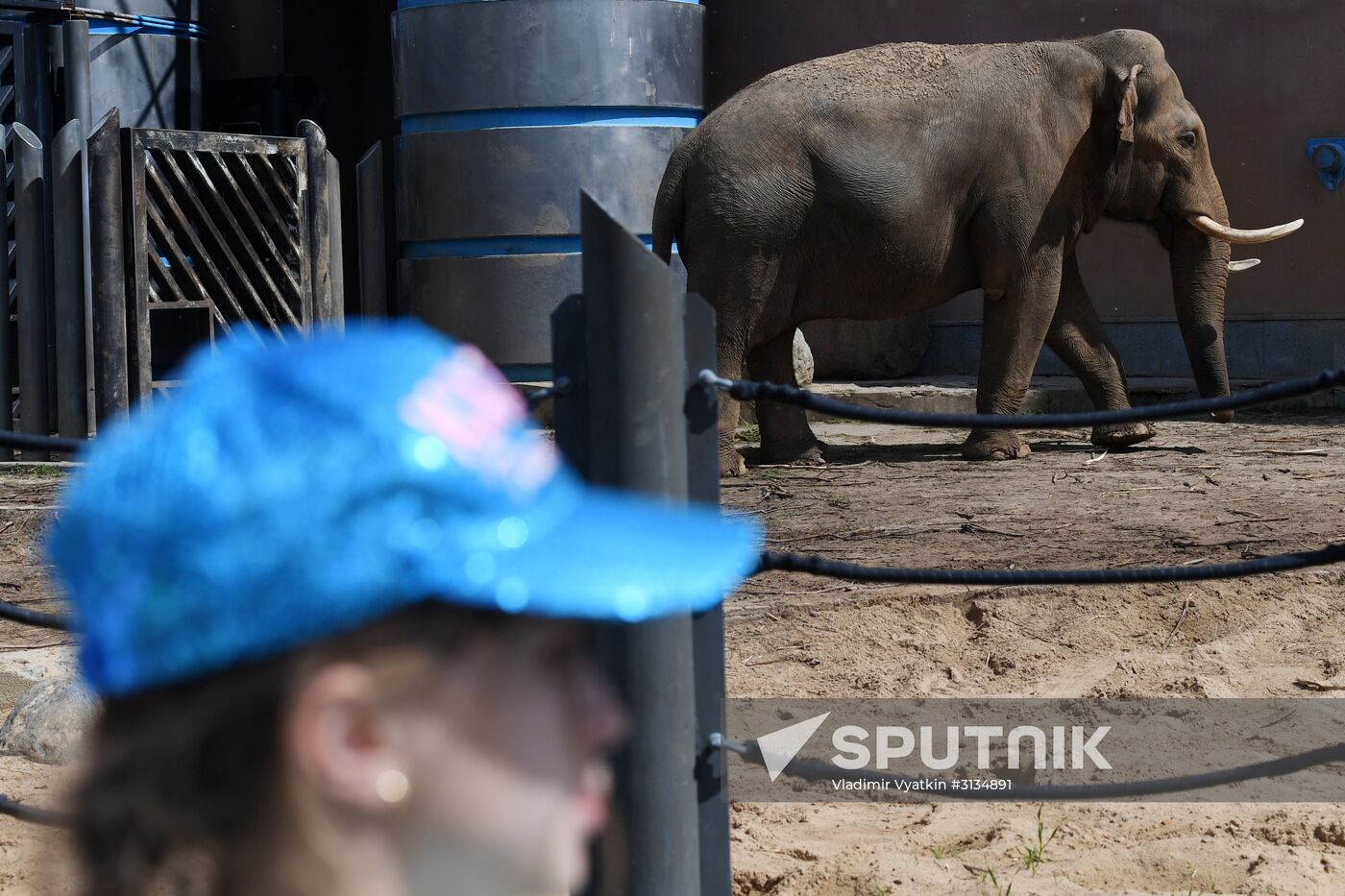 Asian elephant calf born at the Moscow Zoo