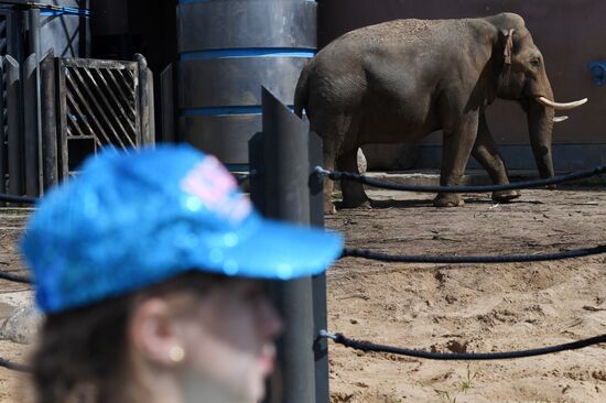 Asian elephant calf born at the Moscow Zoo