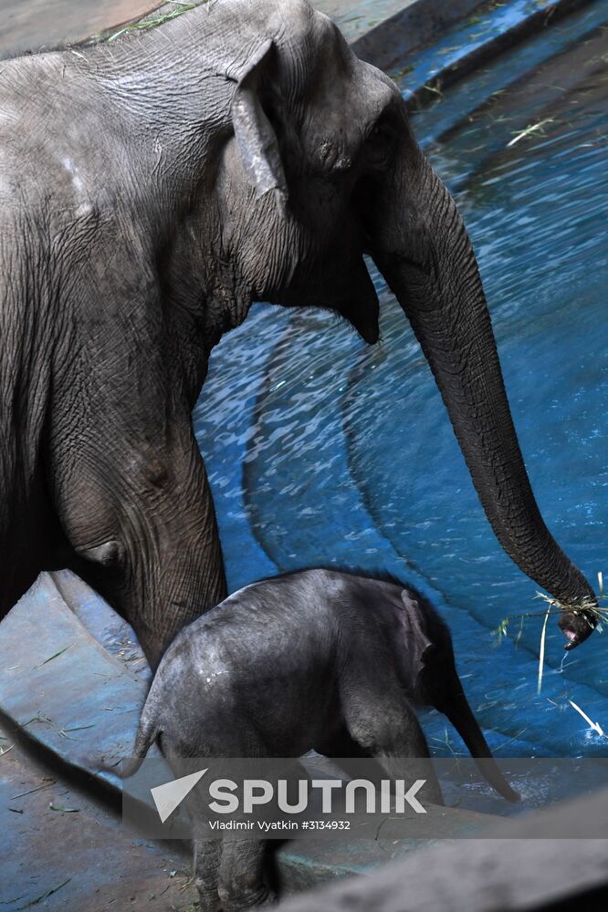 Asian elephant calf born at the Moscow Zoo
