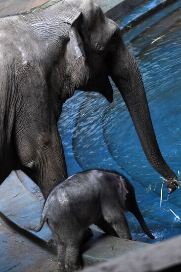 Asian elephant calf born at the Moscow Zoo