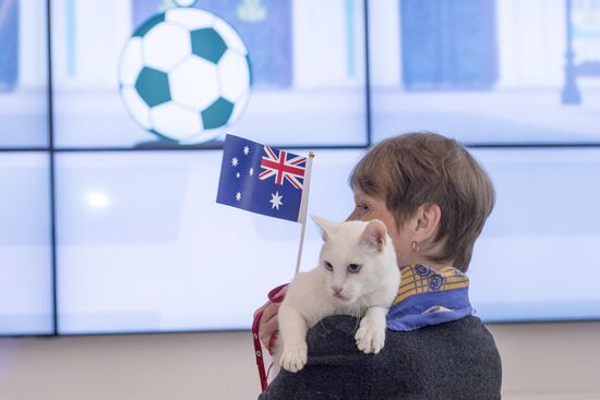 Achilles the cat predicts Australia's victory in Confederations Cup match against Cameroon