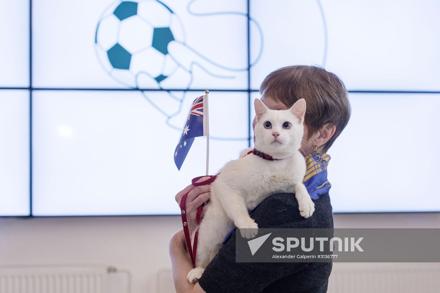 Achilles the cat predicts Australia's victory in Confederations Cup match against Cameroon