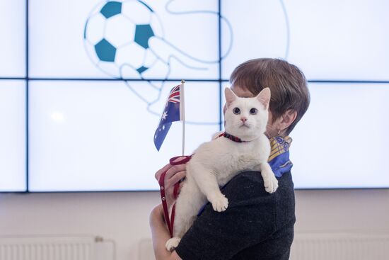 Achilles the cat predicts Australia's victory in Confederations Cup match against Cameroon