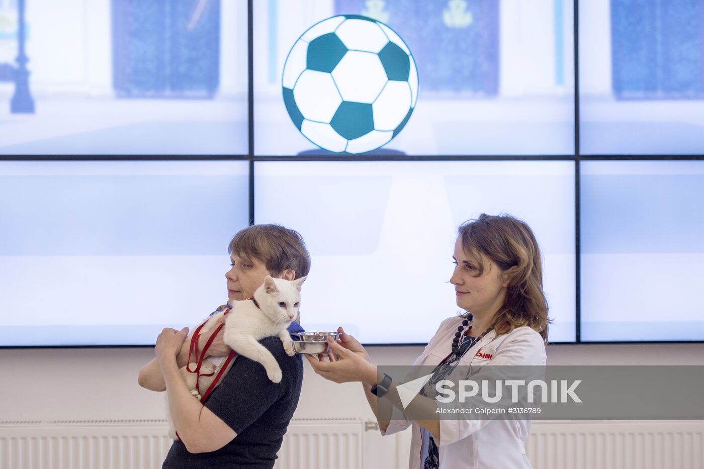 Achilles the cat predicts Australia's victory in Confederations Cup match against Cameroon