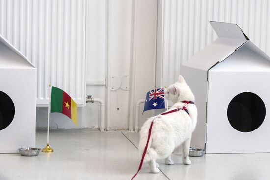 Achilles the cat predicts Australia's victory in Confederations Cup match against Cameroon