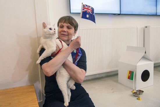 Achilles the cat predicts Australia's victory in Confederations Cup match against Cameroon