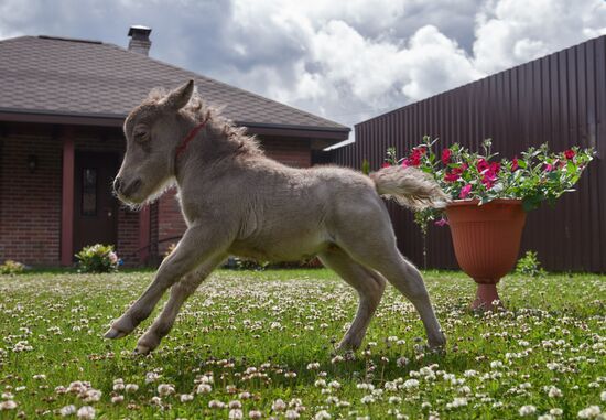 World's smallest foal born in Leningrad Region