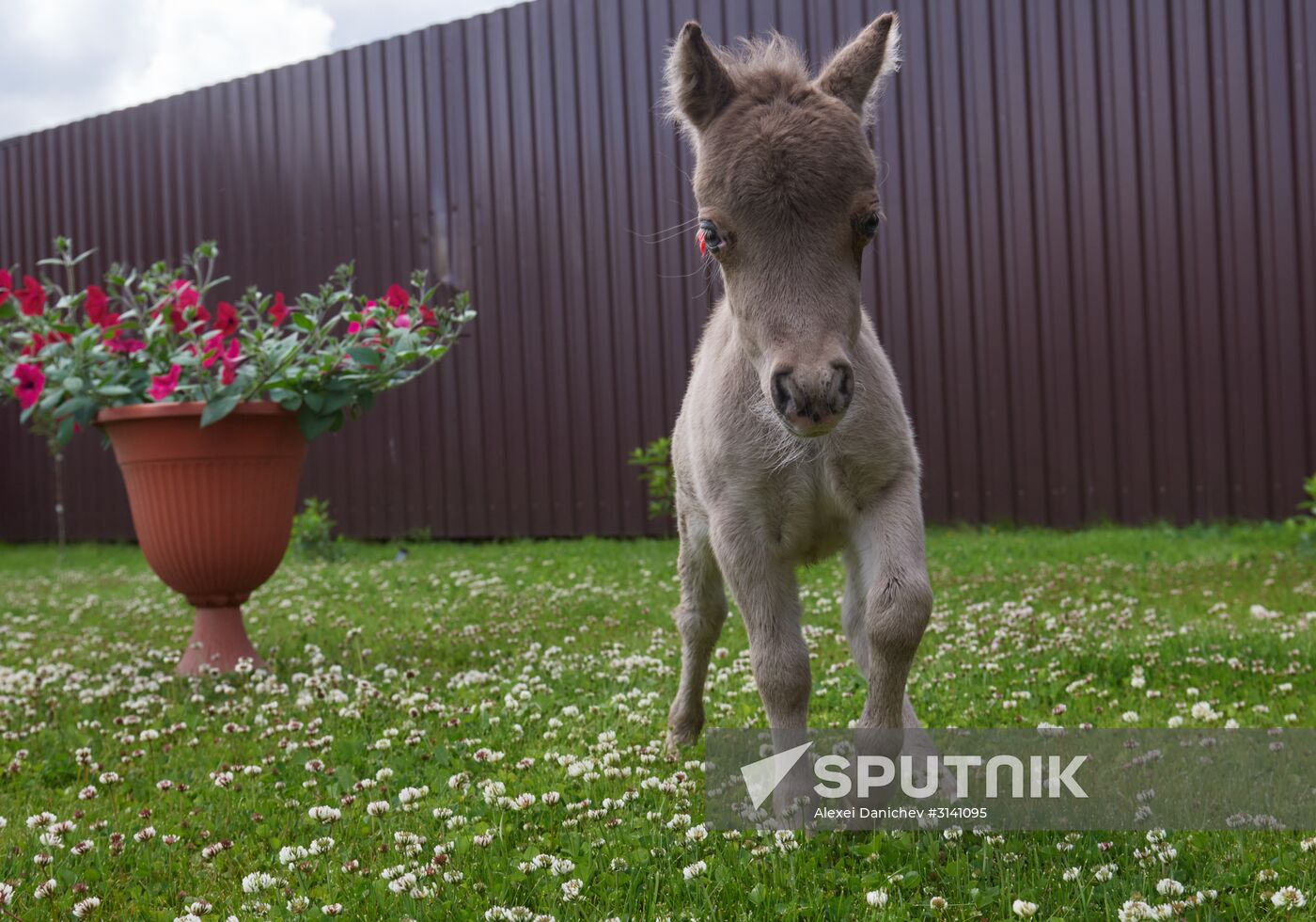 World's smallest foal born in Leningrad Region