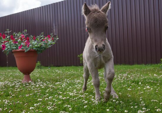 World's smallest foal born in Leningrad Region