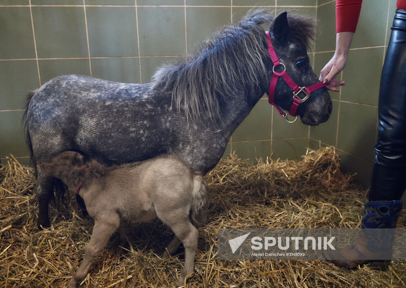World's smallest foal born in Leningrad Region