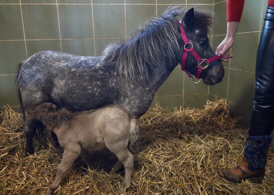 World's smallest foal born in Leningrad Region