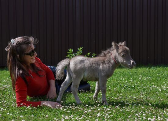 World's smallest foal born in Leningrad Region