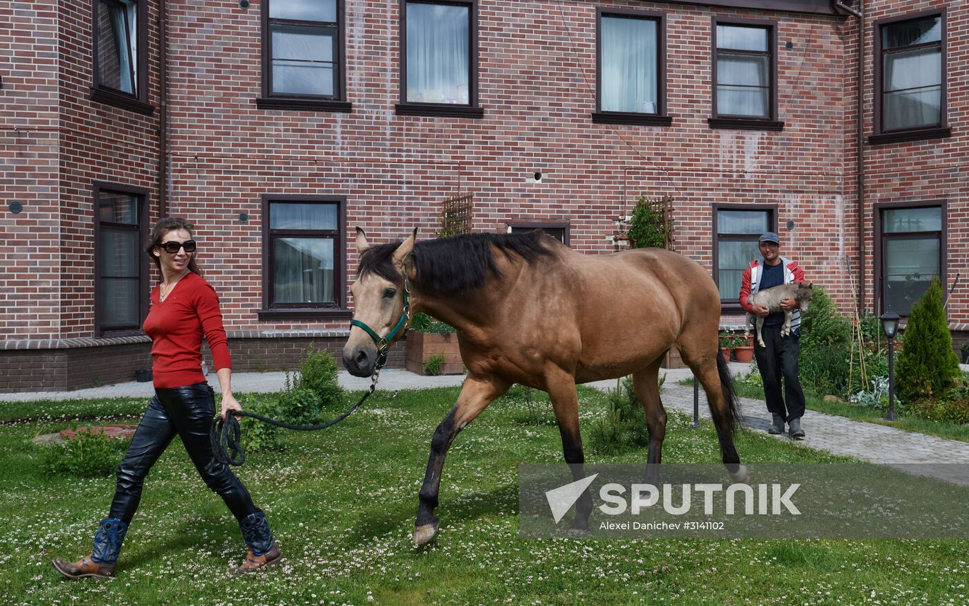 World's smallest foal born in Leningrad Region